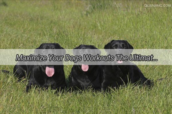 Maximize Your Dogs Workouts The Ultimate Guide to Boosting Canine Stamina